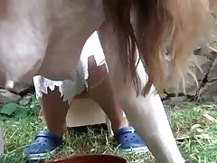 Татуиран азиатски пума ir прецака